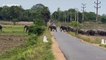 Traffic halts on Sri Lanka road as huge herd of elephants cross en masse