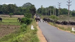 Traffic halts on Sri Lanka road as huge herd of elephants cross en masse
