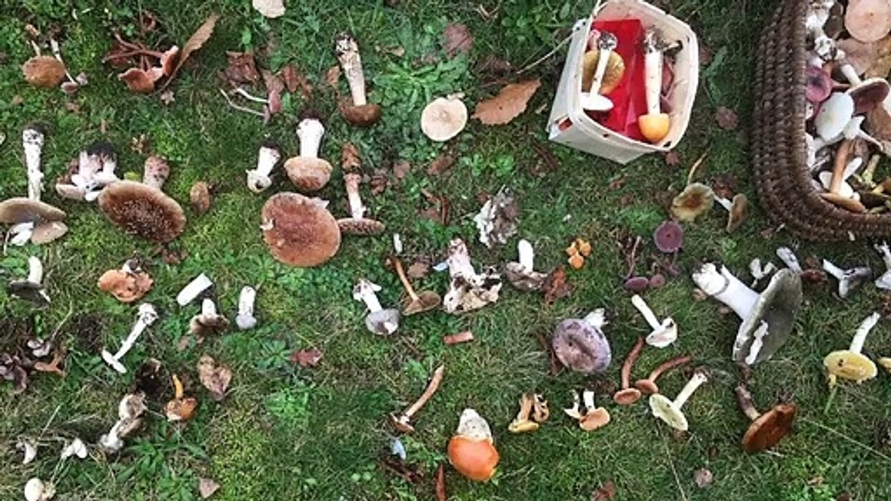 Cueillette des champignons : méfiez-vous des applications pour savoir s'ils sont comestibles_IN