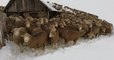 Après des chutes de neige inattendues, plus de 6 000 moutons sont pris au piège en Savoie