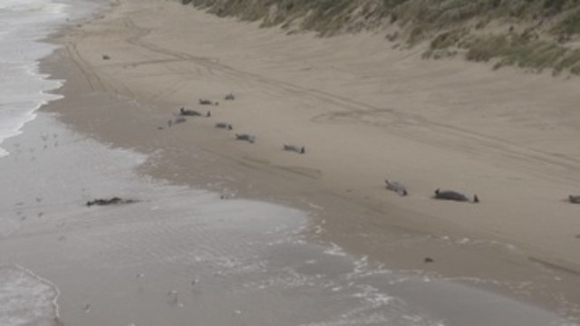 Australia lleva mar adentro cadáveres de ballenas varadas en isla de Tasmania