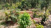 Ambikapur- ये वीडियो बयां कर रहा वन अफसरों की तस्करों से साठगांठ, जब जंगल ही कट जा रहे तो किस काम का सरकार से ये लेते हैं वेतन