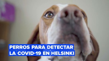 El aeropuerto de Helsinki lanza una prueba piloto con perros rastreadores de covid-19