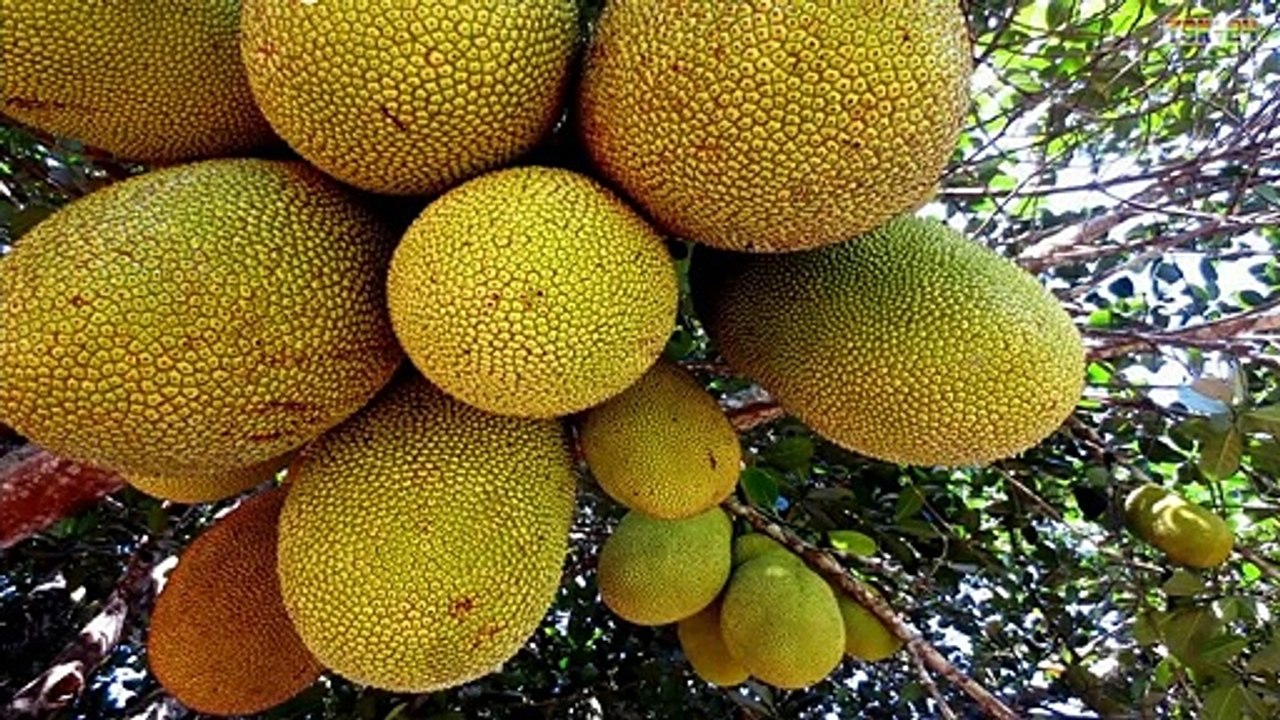 WOW! Amazing Agriculture Technology - Jackfruit