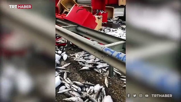 Dorse kapağı açılan tırdaki tonlarca balık yola saçıldı
