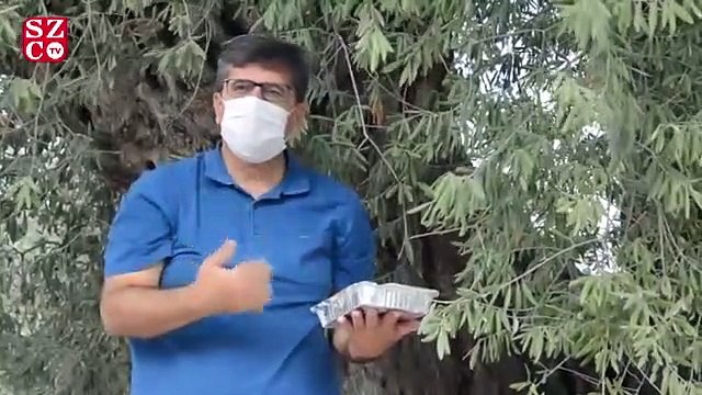 16 asırlık zeytin ağacı zamana meydan okuyor