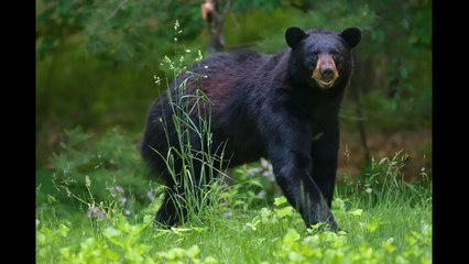 Connecticut man facing charges for killing bear to protect his dog