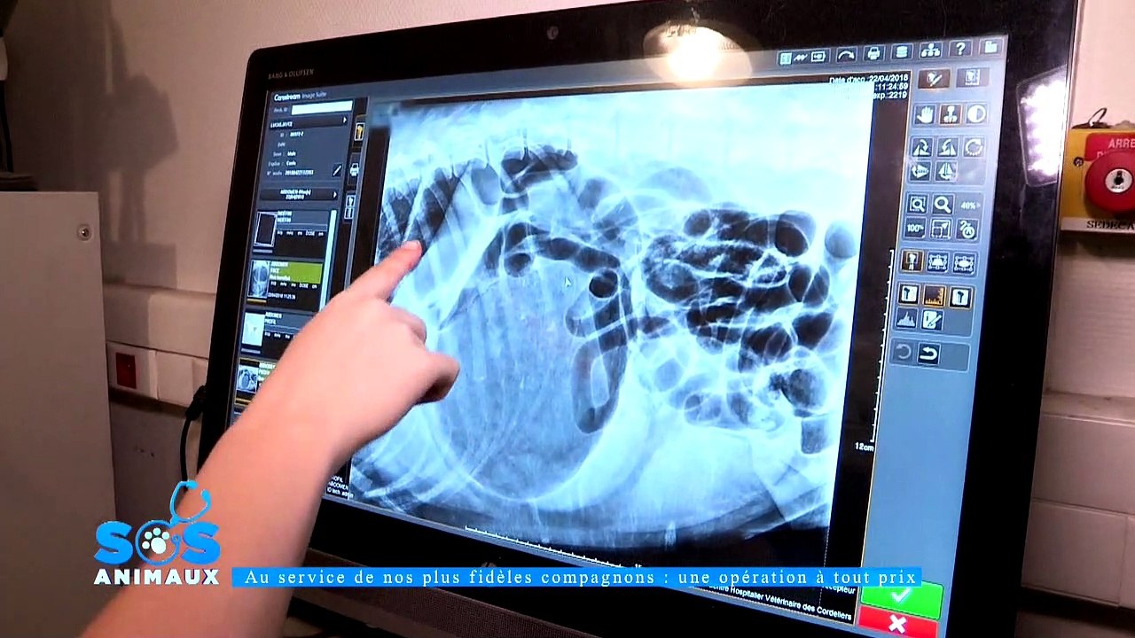 EXCLU AVANT-PREMIERE: Découvrez les 1ères images de l'émission "SOS Animaux" diffusée demain soir à 21h05 sur la chaîne 6Ter