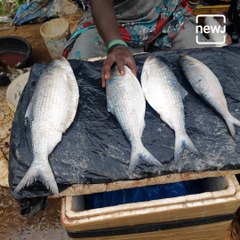 A kilo of this fish was sold for an eye-popping Rs 21,000! Wonder why?