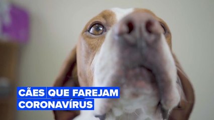 Cães farejadores de Covid-19 irão operar no aeroporto de Helsinki
