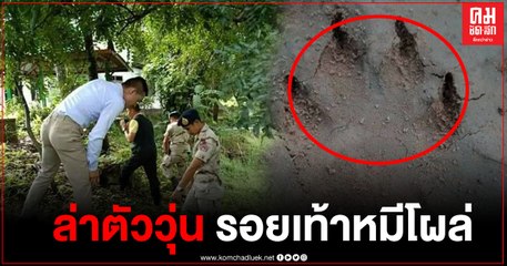 รอยเท้าหมีโผล่กลางหมู่บ้าน จ.ชัยภูมิ