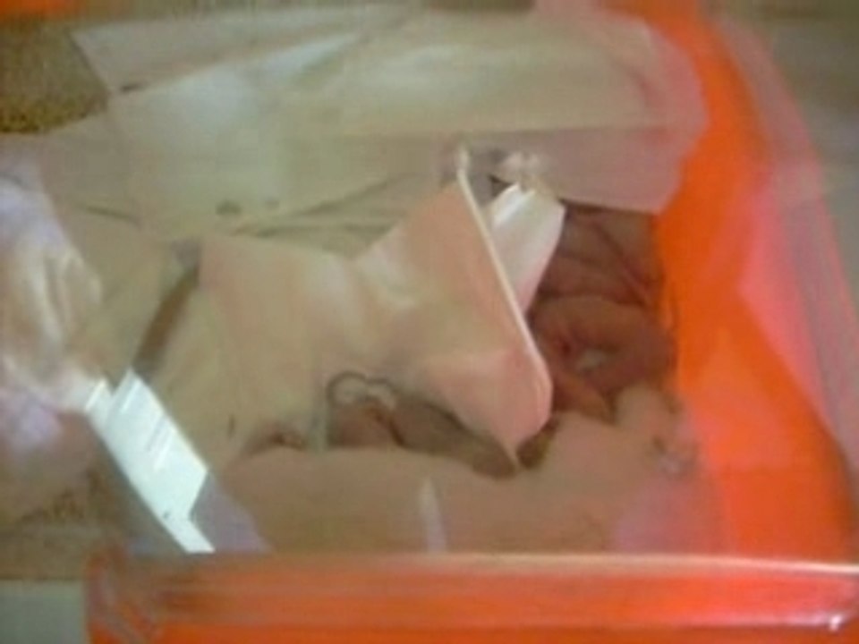 La têtée des bibous de Isis le 20.02.2008