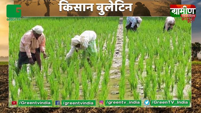 अच्छे लाभ के लिए Kisan लगा रहे है Arhar की देसी किस्म, एक बार लगाकर 5 साल तक ले सकते हैं उत्पादन : Kisan Bulletin : Grameen News