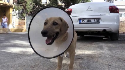 Köpeğine 4 köpeğin saldırdığını belirten kişi şikayetçi oldu - İZMİR