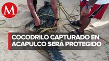 Capturan a cocodrilo que apareció en playas de Acapulco