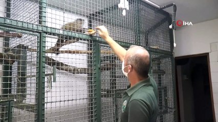 Hayvanat bahçesinden firar eden maymun elektrik akımına kapılarak yaralandı