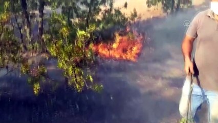 Elazığ'da çıkan yangında 50 dekar ormanlık alan zarar gördü