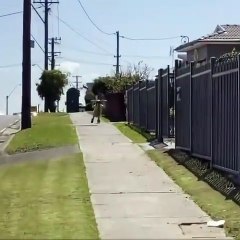 Un enfant est pourchassé par une pie