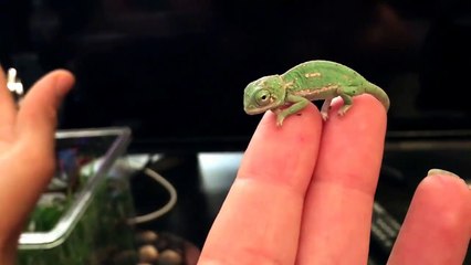 Un bébé caméléon change de couleur pour la première fois