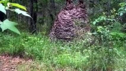 Ce touriste découvre un énorme nid de guêpes en Floride