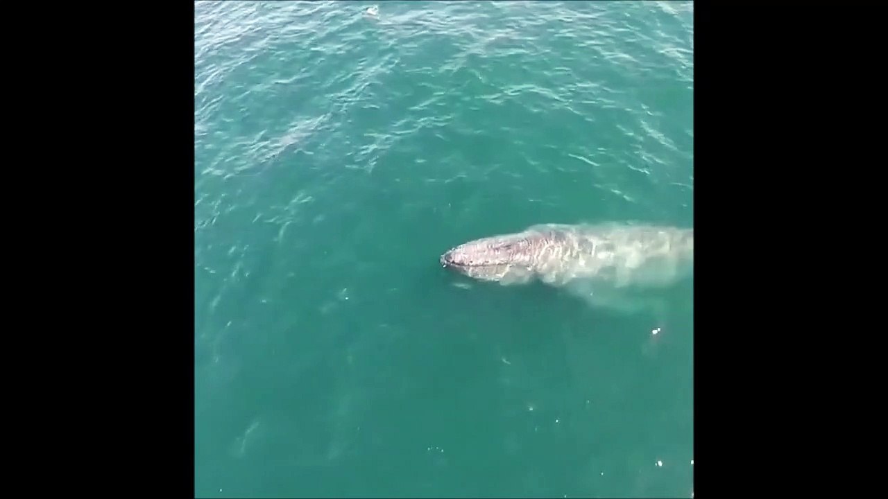 Une baleine crée un magnifique arc-en-ciel en projetant de l'eau