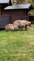 Quand une famille de grizzly débarque dans le jardin