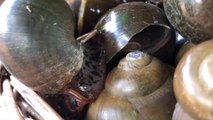 River snails are full of parasites,many people dare not eat them.But they regarded as delicious,barbecue delicious river snails