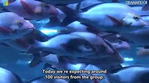 Suizokukan Girl - 水族館ガール - Aquarium Girl - E1 English Subtitles