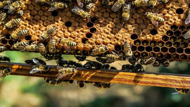 Un millón y medio de abejas murieron en Quindío por fumigación de cultivos