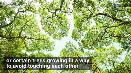 Tải video: Some Trees Avoid Touching Each Other Because of This Specific Thing…