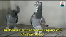 most beautiful pigeons in the world