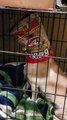 Dog Gets Caught Eating a Bag of Chips