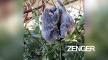 Baby koalas race up a Eucalyptus branch in Australian zoo