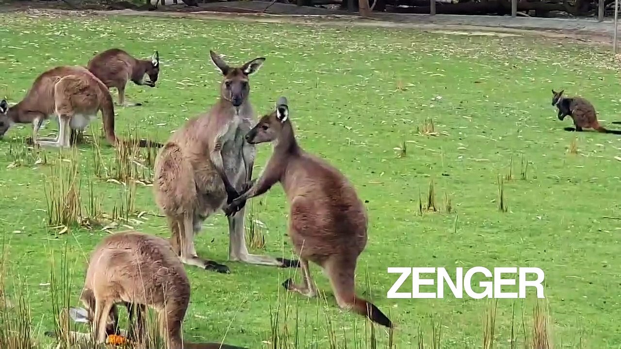 Teenage kangaroos play at Warrawong Wildlife Sanctuary in Adelaide, Australia