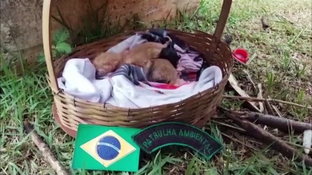 Patrulha Ambiental da GM resgata filhotes de gato abandonados próximo ao Lago