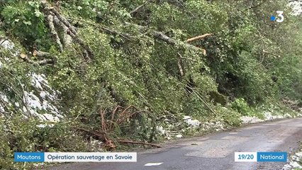 Moutons bloqués par la neige en Savoie : la situation est urgente sur le col du Glandon