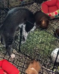 Cat Thinks He's a Guinea Pig