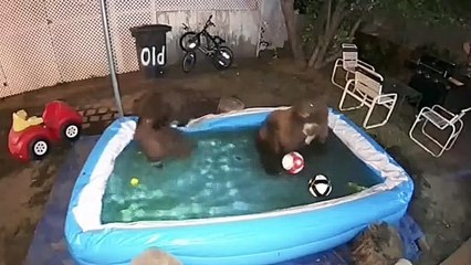 Bears Have Themselves a Pool Party