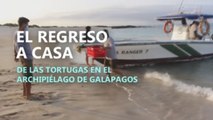 El regreso a casa de las tortugas en el archipiélago de Galápagos