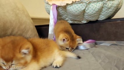 Kitten  Disturbing sleep his brothers and sisters. Soo Funny