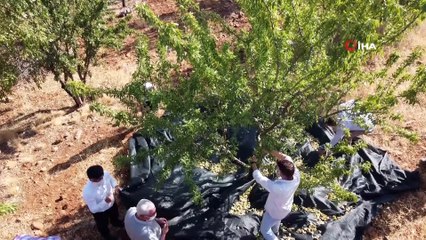 Koyun otlattıkları dağları badem bahçesine çevirdiler