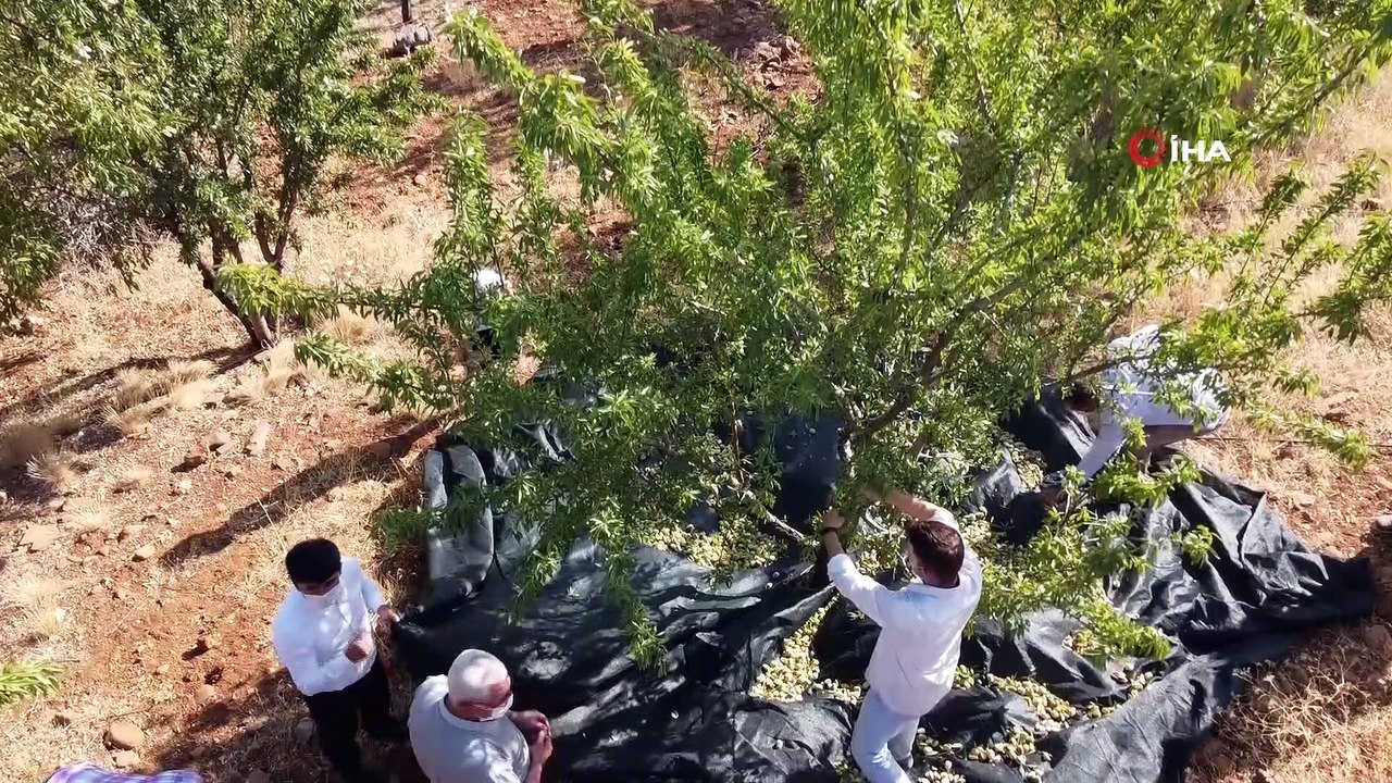 Koyun otlattıkları dağları badem bahçesine çevirdiler