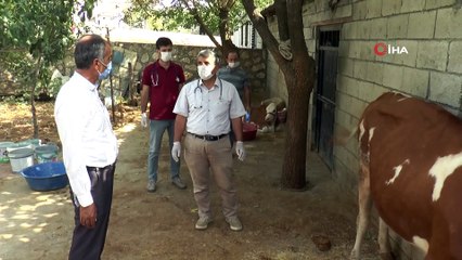 Sineklerin ısırdığı 16 büyükbaş hayvan telef oldu