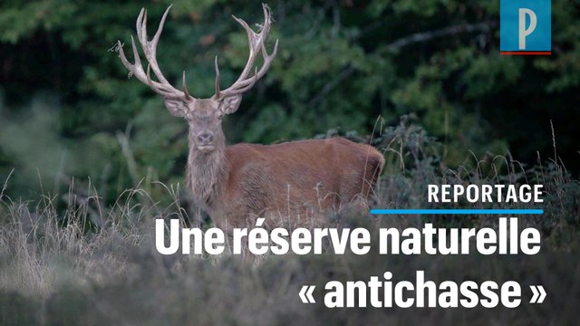Vercors : le rachat d'une réserve naturelle par une ONG écolo irrite les chasseurs