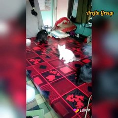 Our #kitty #cat childhood Memories