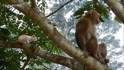 A monkey kidnaps a kitten to raise him