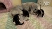 A Mother  Dog Became A Mom Of Kittens After Losing Her Puppies