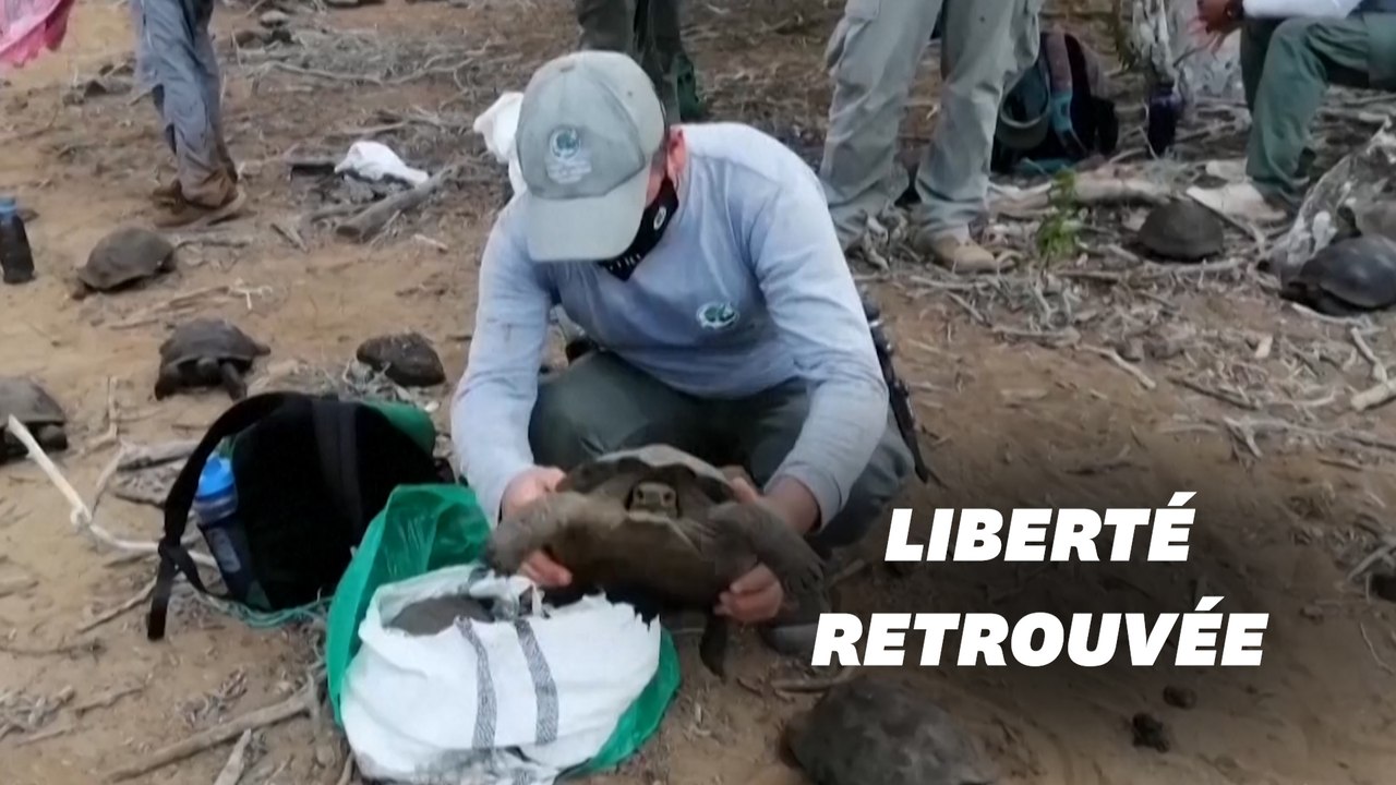 Sur les îles Galapagos, nouvelle réintroduction de tortues géantes