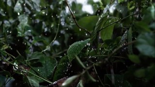 Rain in slow motion in forest