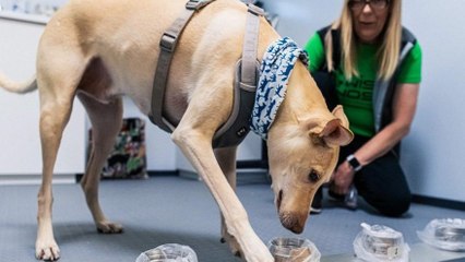 Prof. Dr. Dodurka: Köpekler corona virsünü tespit edebilir